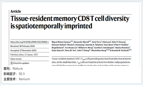 單細(xì)胞空間原位檢測(cè)技術(shù)丨組織駐留記憶 CD8 T 細(xì)胞多樣性具有時(shí)空印記