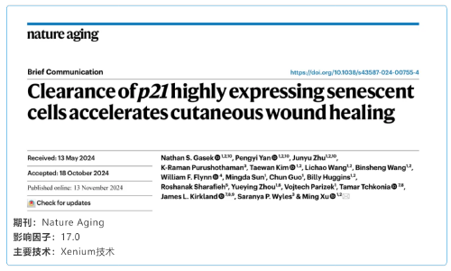 單細胞空間原位檢測技術(shù) | 清除高表達 p21 基因的衰老細胞加速皮膚傷口愈合