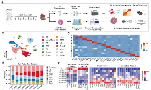 二月高分文獻(xiàn)速遞 | 空間轉(zhuǎn)錄組系列