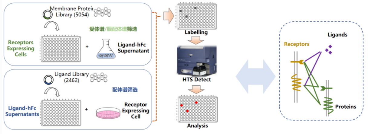 膜蛋白藥物靶點篩選藥物研發(fā)服務(wù)