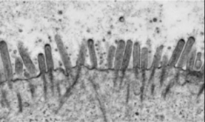單細(xì)胞空間原位檢測(cè)技術(shù) | 通過再現(xiàn)間質(zhì)流來構(gòu)建多層小腸類組織