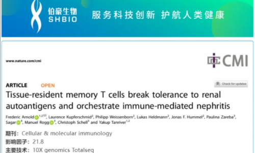 文獻(xiàn)解讀 | 組織駐留記憶 T 細(xì)胞參與免疫介導(dǎo)的腎炎