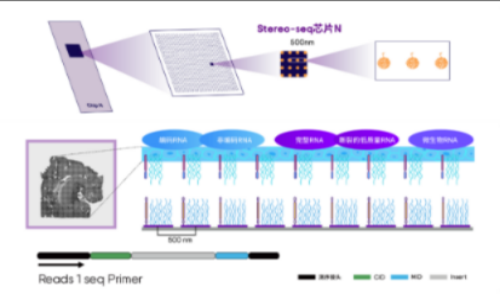Science 封面：Stereo-seq 鑒定蠑螈端腦再生過程中的重要神經(jīng)干細(xì)胞亞型