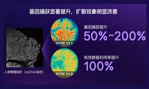 臨床科研新利器！納米級(jí)時(shí)空轉(zhuǎn)錄組 FFPE V1.1 預(yù)售啟動(dòng)，解鎖研究新可能