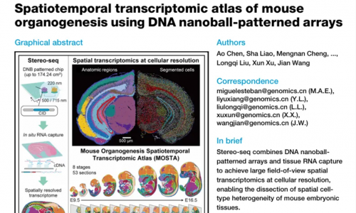 文獻(xiàn)解讀 | 利用 Stereo-seq 技術(shù)解析小鼠器官發(fā)育的時空轉(zhuǎn)錄組圖譜
