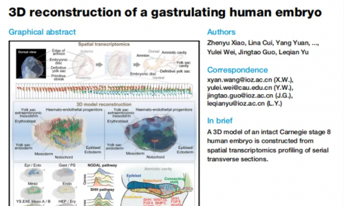文獻(xiàn)解讀 | Stereo-seq 三維重建揭示人類原腸胚形成期的細(xì)胞空間分布與信號調(diào)控網(wǎng)絡(luò)