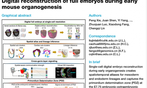 文獻解讀 | Stereo-seq 數(shù)字重構小鼠胚胎早期器官發(fā)生