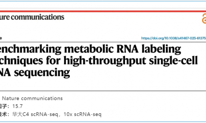 文獻(xiàn)解讀 | 評(píng)估代謝 RNA 標(biāo)記技術(shù)在高通量單細(xì)胞 RNA 測(cè)序中的應(yīng)用