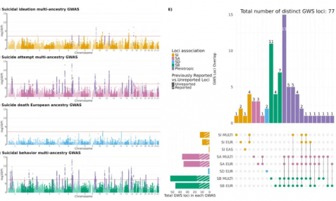 77 個(gè)自殺相關(guān)遺傳位點(diǎn)被發(fā)現(xiàn)！迄今最大規(guī)模多祖先 GWAS 揭示自殺行為遺傳基礎(chǔ)及生物學(xué)機(jī)制